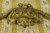 B613 - Superb Antique French Ormolu Mount, Bow Crest & Laurel Leaf Garlands, 19th C