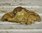 B1459 - Amazing Antique French Painted Wax Wall Plaque, Church Cherub / Angel / Putti