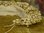 B1467 - Gorgeous Antique French Wax Bud Marriage, Wedding, Bridal Couronne,Tiara, Crown