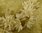 B1463 - Rather Plumptious Antique French Wax Flower Wedding, Bridal Couronne,Tiara Crown