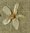 B1882 - Heavenly Antique French Ribbonwork Table Runner / Pelmet, Flowers & Butterflies
